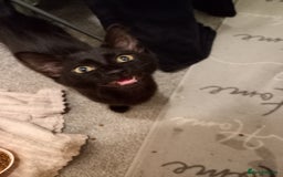 Domestic Shorthair cats for sale: Cute Black Kitten! - Image 3