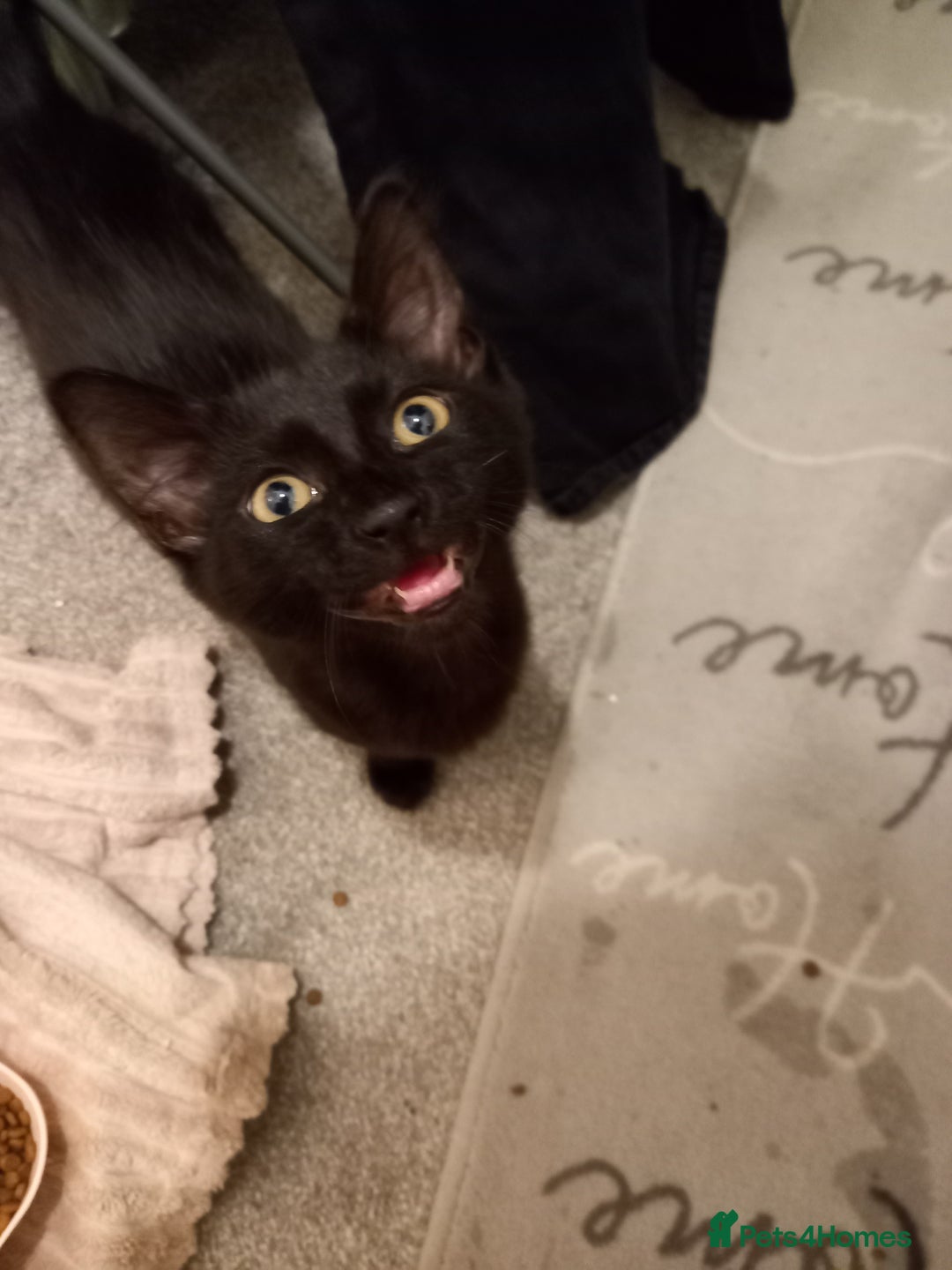 Domestic Shorthair cats for sale: Cute Black Kitten! - Image 3