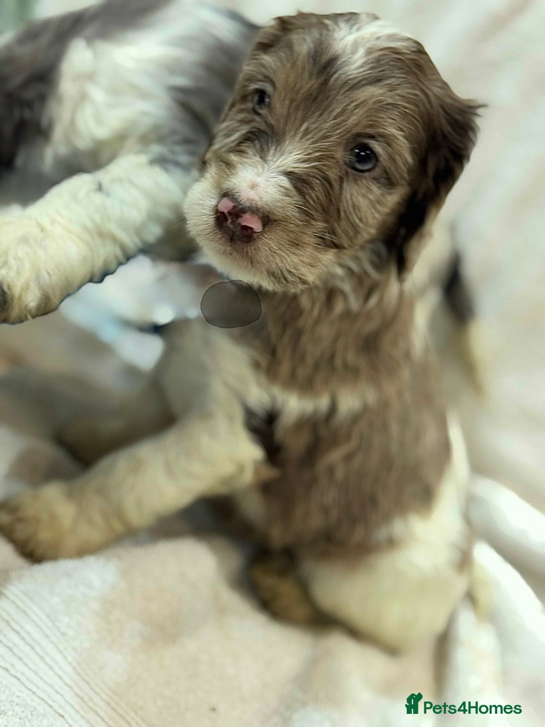 Cockapoo dogs for sale: F1 Standard Rare Parti, Solid and Merle Cockapoos - Advert 12