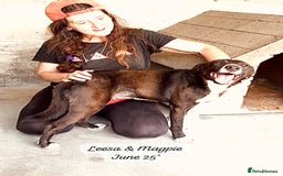 Mixed Breed dogs for adoption: Magpie- beautiful 1 year old- Reserved stc. in Brixham - Image 10