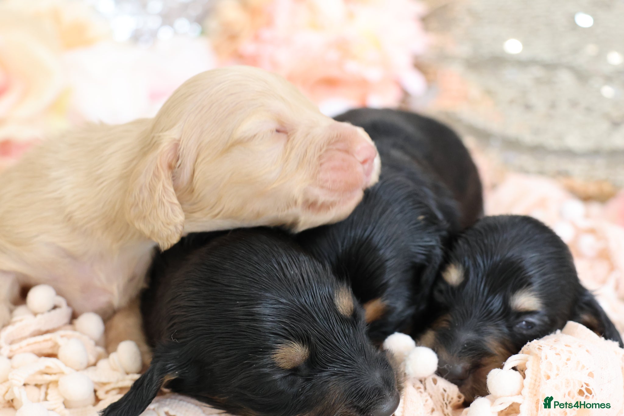 Miniature Dachshund dogs KC Miniature Dachshund Longhair Puppies - Advert 9