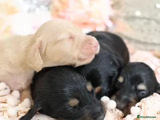 Miniature Dachshund dogs KC Miniature Dachshund Longhair Puppies - Advert 9