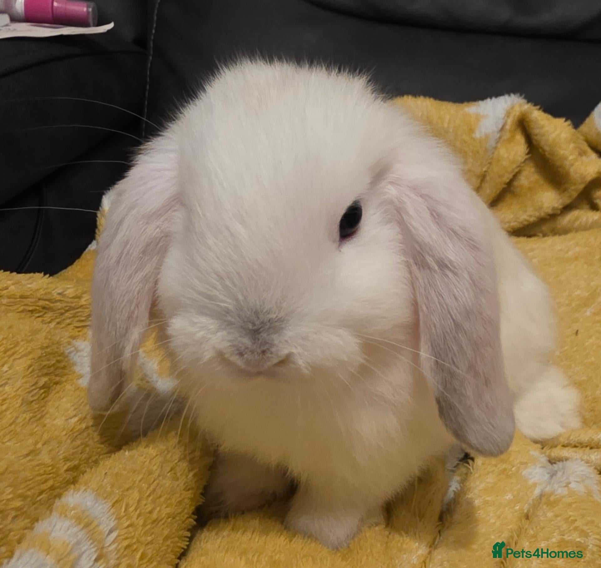 Mini Lop rabbits Mini lop babies ready now - Advert 1