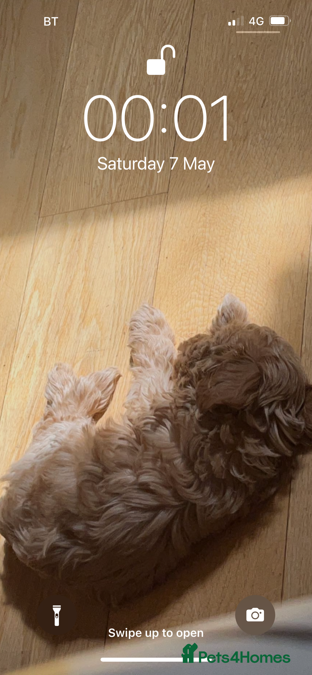 Cavapoo dogs for stud: Mr Leo 🚨STUD 🚨 - Advert 9