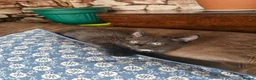 Mixed Breed cats for sale: ​Beautiful kittens looking for a loving home - Advert 3