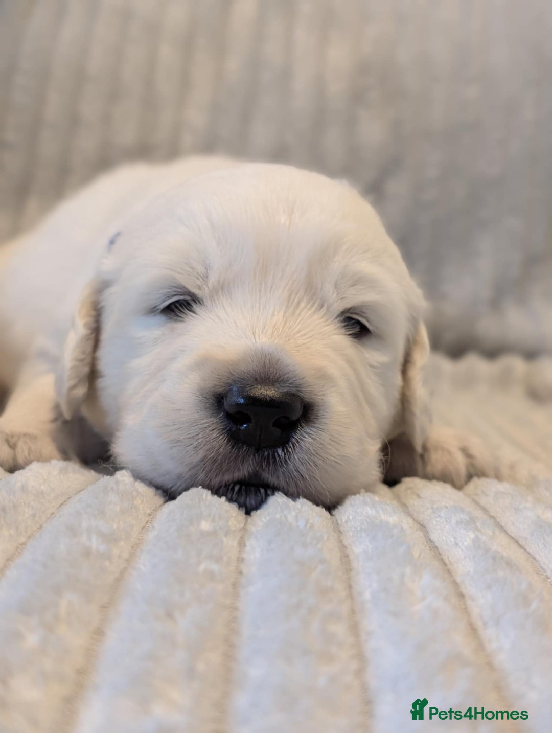 Golden Retriever dogs for sale: Golden Retriever KC - Image 5
