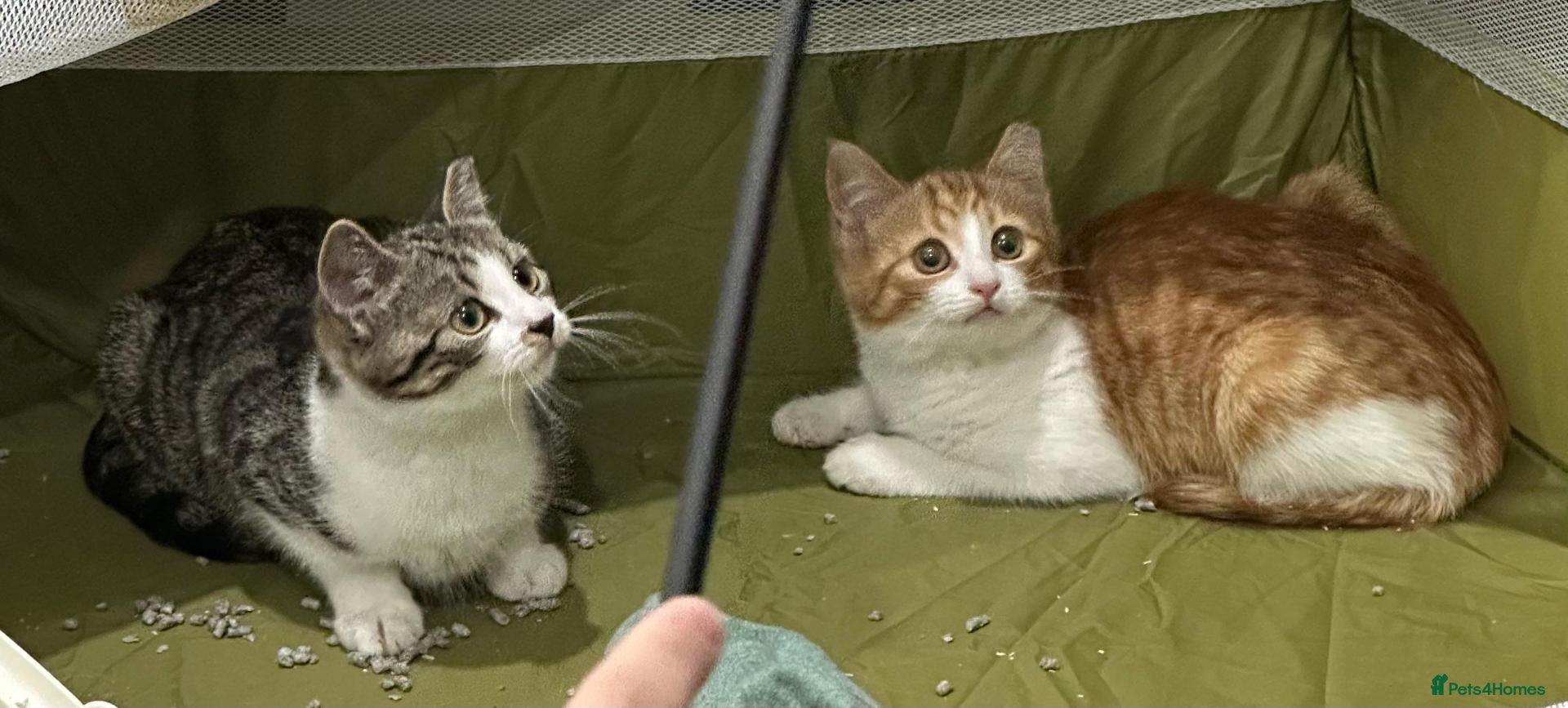 Mixed Breed cats Adorable 14 week old male kitten available  - Advert 18