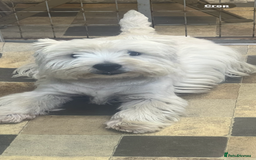 West Highland Terrier dogs for sale: Westie puppies available  - Image 15
