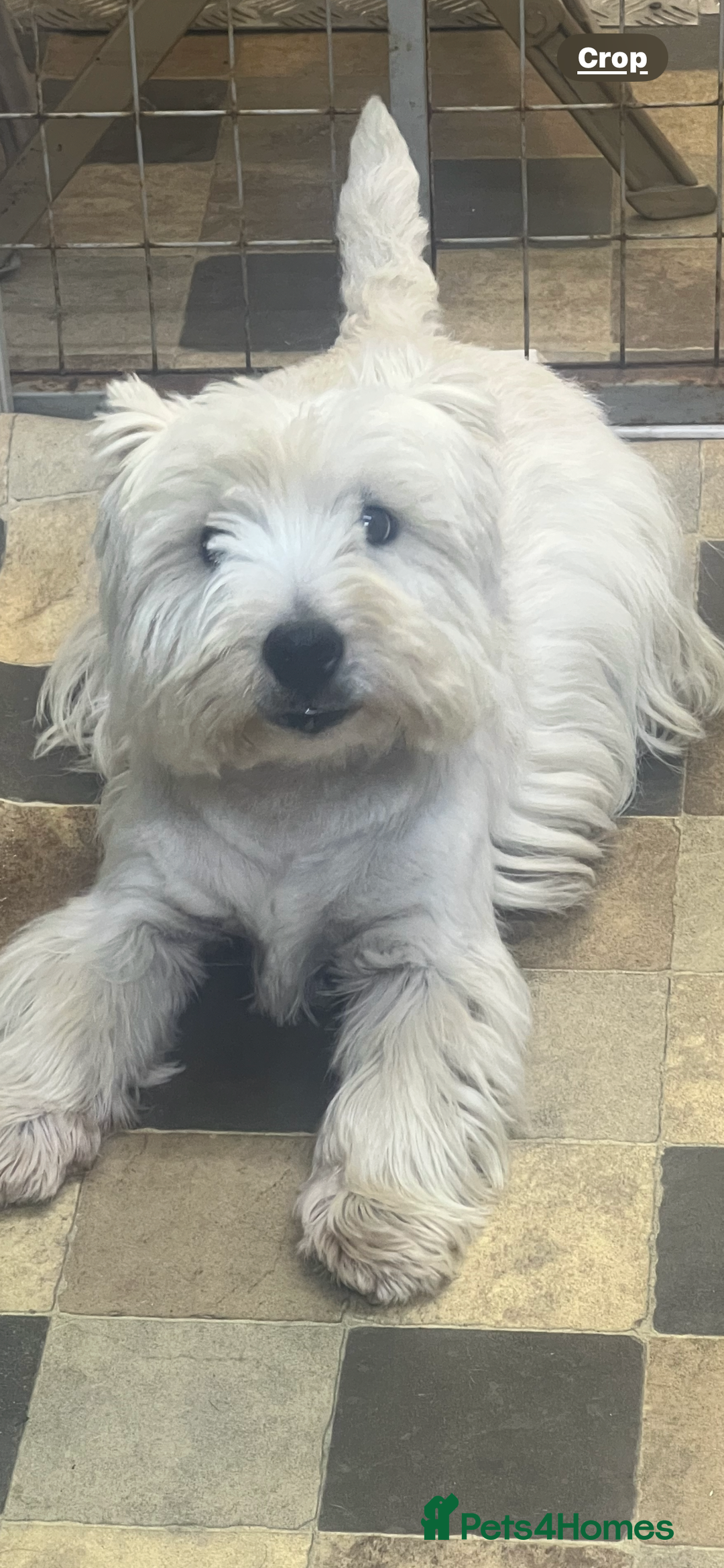West Highland Terrier dogs for sale: Westie puppies available  - Image 15