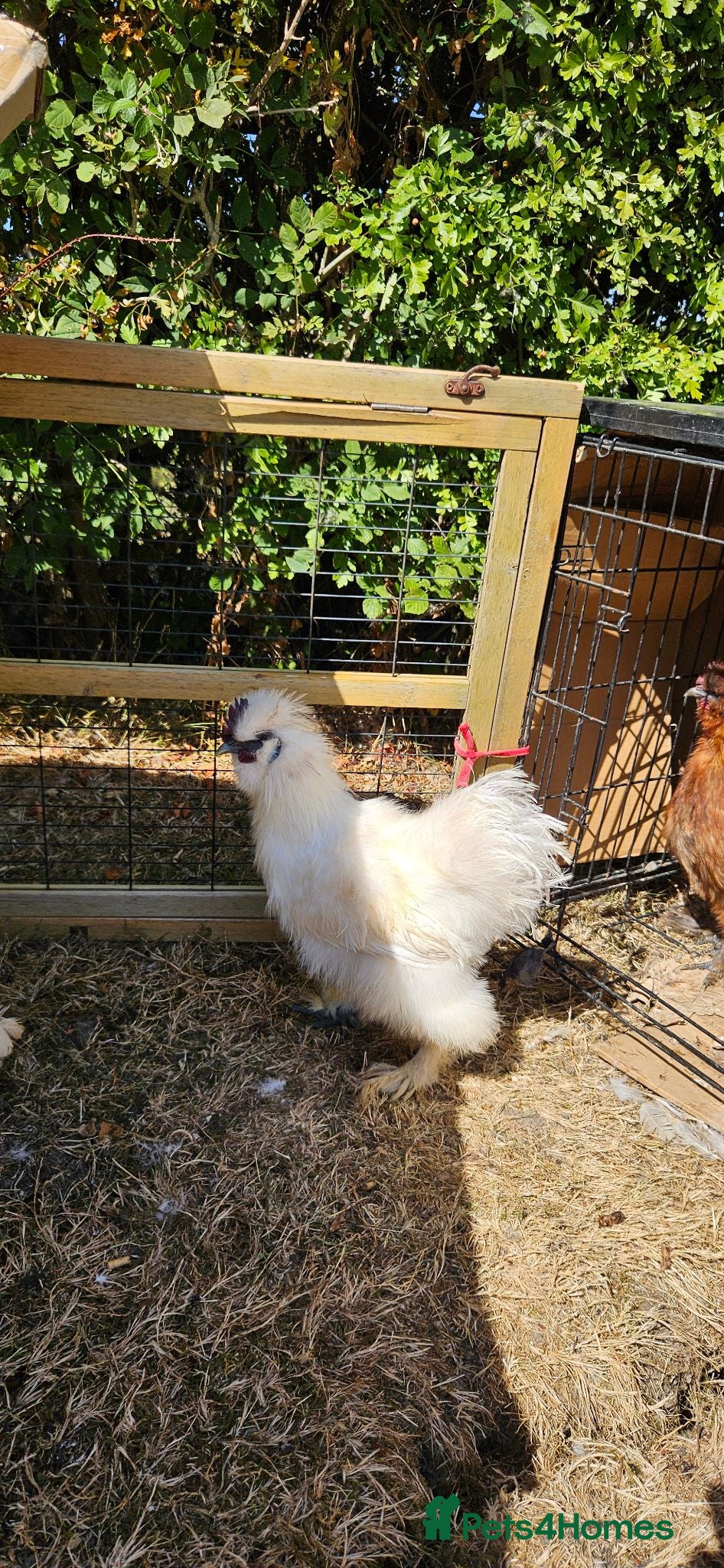 Chickens poultry White Silkie Cockerel - Advert 2