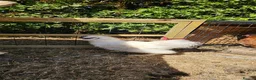 Chickens poultry for sale: White Silkie Cockerel in Ashford - Advert 1