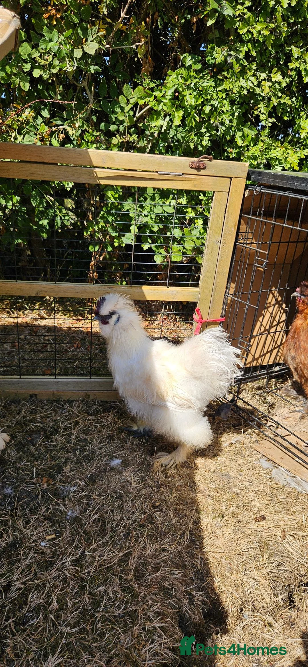 Chickens poultry for sale: White Silkie Cockerel in Ashford - Advert 1