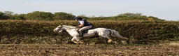 Irish Cob horses for sale: Big Betty in Huntingdon - Advert 2