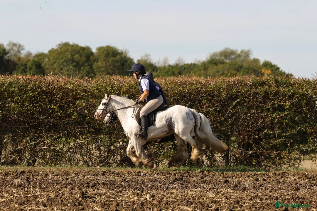 Irish Cob horses for sale: Big Betty in Huntingdon - Advert 2