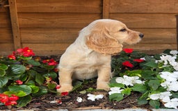 Cocker Spaniel dogs for sale: 2 beautiful working cocker spaniel pups  - Image 12