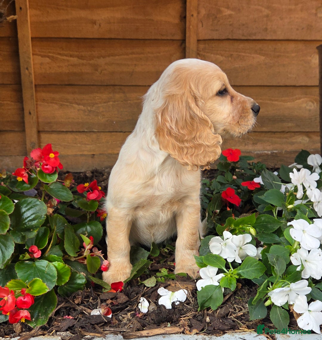 Cocker Spaniel dogs for sale: 2 beautiful working cocker spaniel pups  - Image 12
