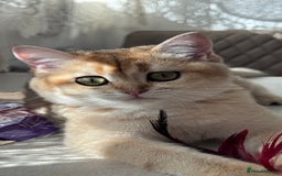 British Shorthair cats for sale: BSH GCCF Girl and Boy NY 12 GOLDEN BLACK SHEDDED  in Basildon - Image 7