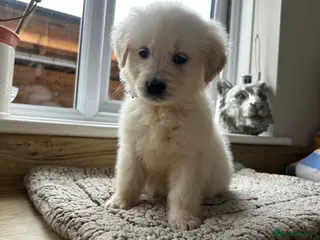 Golden Retriever dogs Our beautiful golden retriever pups - Advert 6