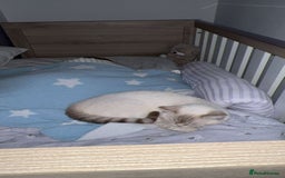 British Shorthair cats for sale: Two beautiful girls waiting for forever home  - Image 8