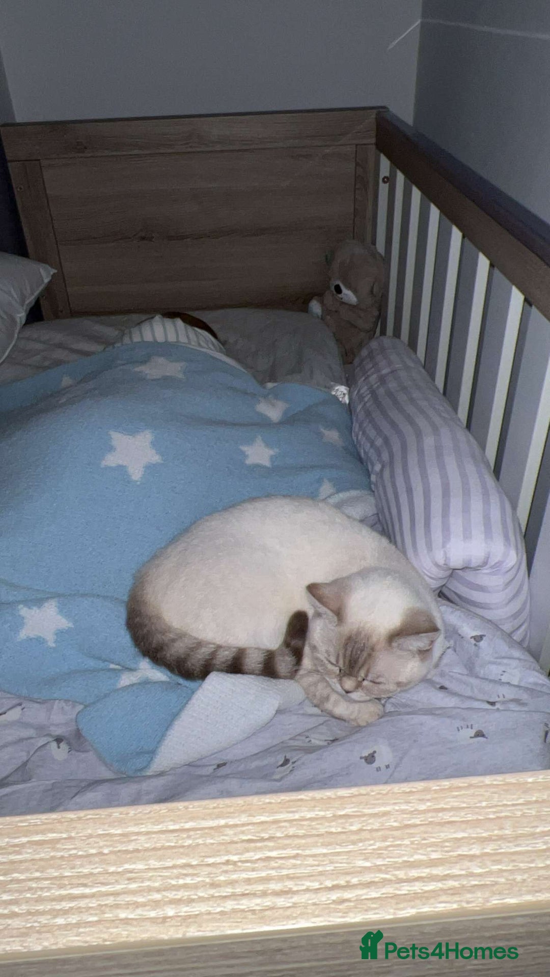 British Shorthair cats for sale: Two beautiful girls waiting for forever home  - Image 8