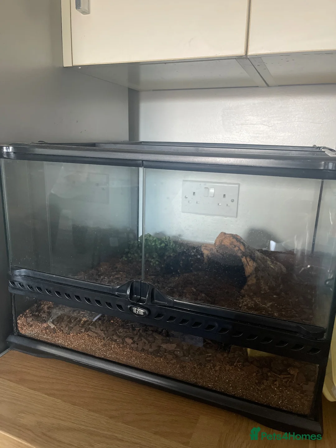 Spiders invertebrates for sale: Brazilian white knee tarantula  in Maidstone - Advert 2