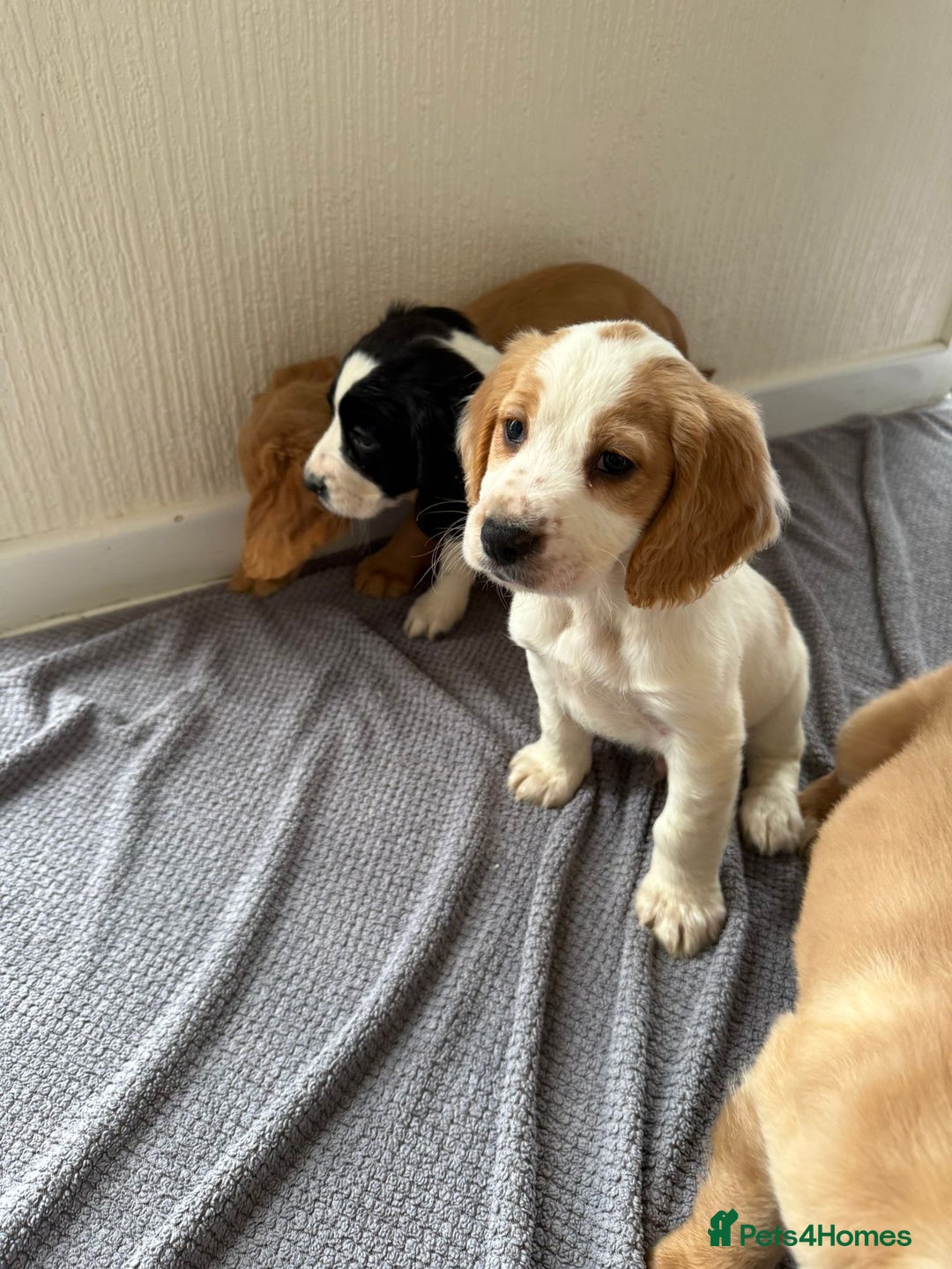 Cocker Spaniel dogs for sale: Beautiful cocker spaniel puppies for sale  - Advert 7