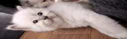 Ragdoll cats for sale: Registered ragdoll kittens by grand champion in Scunthorpe - Advert 17