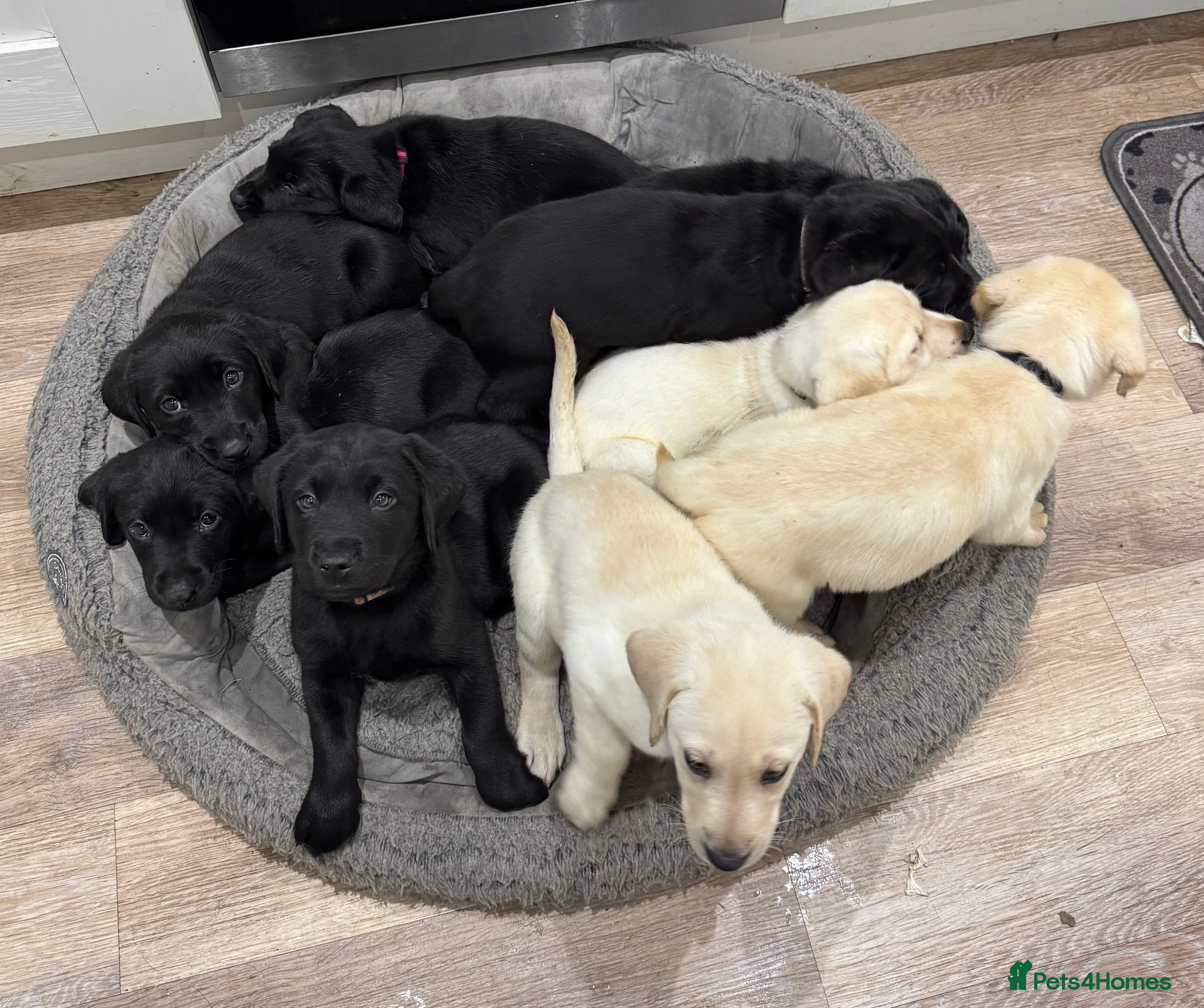 Labrador Retriever dogs Labrador Puppies – Licensed Breeder - Advert 9