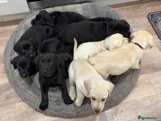Labrador Retriever dogs Labrador Puppies – Licensed Breeder - Advert 9