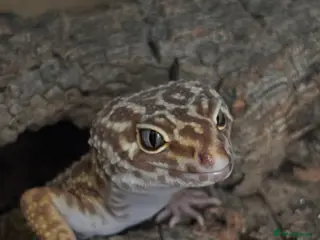 Leopard Gecko reptiles Leopard Gecko - Advert 8