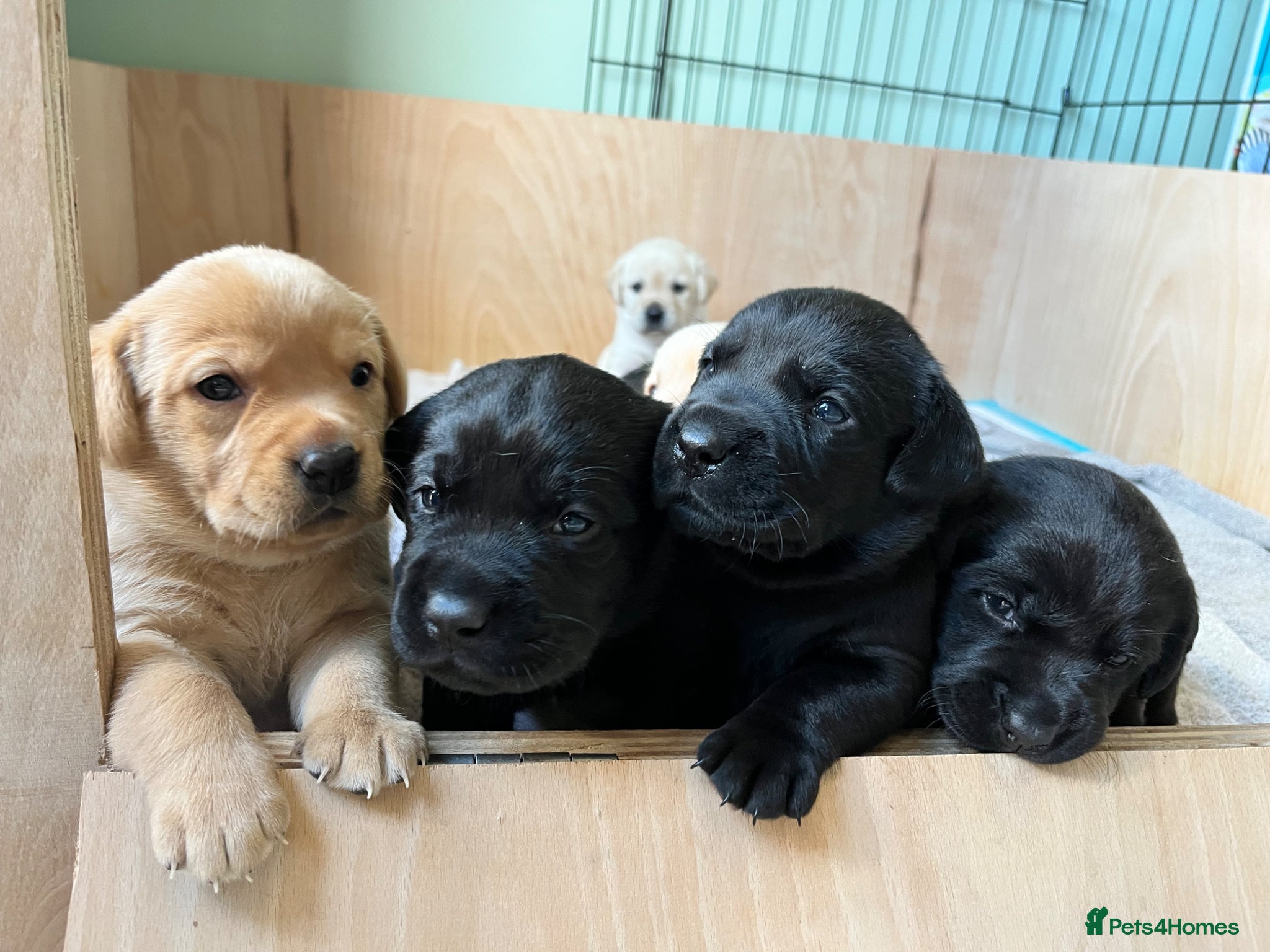 Labrador Retriever dogs Labrador puppies - Advert 5