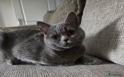 British Shorthair cats for sale: Rosie - Image 1