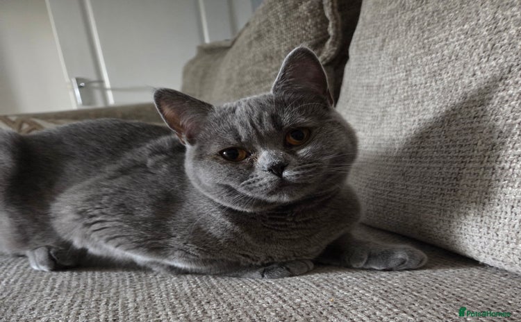 British Shorthair cats - Advert 4