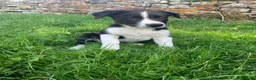 Smooth Collie dogs for sale: Male Collie Pup - Advert 3