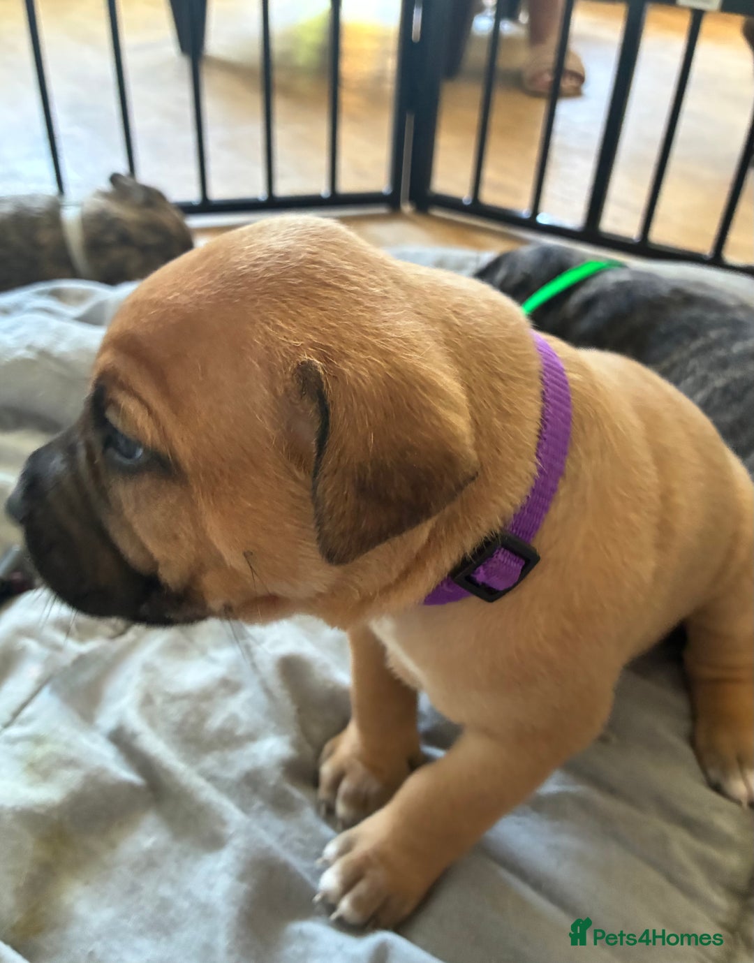 Mixed Breed dogs for sale: Beautiful Presa Mix Pups  - Image 2