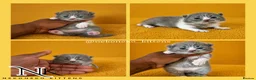 British Shorthair cats for sale: 10 Week old GCCF REG BSH KITTENS  - Advert 13