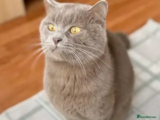 British Shorthair cats Bear, lilac British shorthair Male - Advert 1