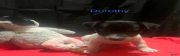 Jack Russell dogs for sale: Miniature Jack Russell  - Advert 13