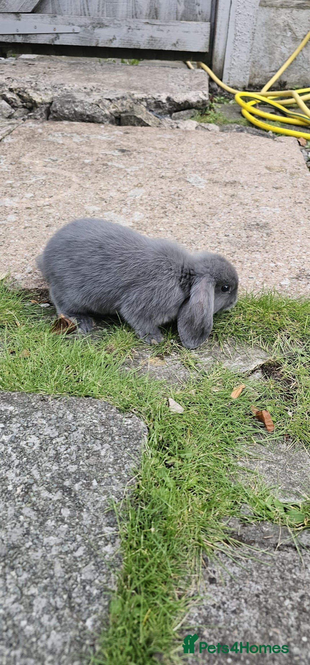Mini Lion Lop rabbits for sale: Mini lop - Image 9