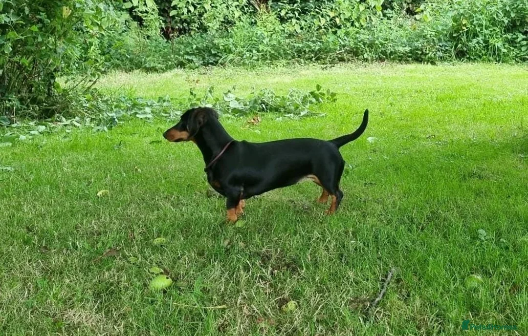 Miniature Dachshund dogs for sale: 4 stunning minature dachshund puppies.  in Buckfastleigh - Advert 3