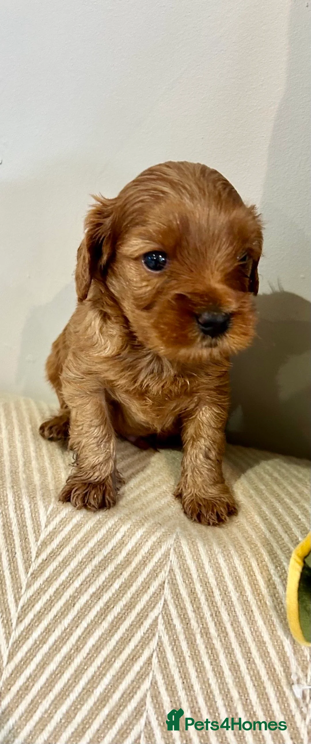 Cavapoo dogs for sale: F1 cavapoo puppies 5⭐️ breeder in Sheerness - Advert 2