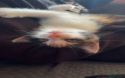 Domestic Shorthair cats for sale: Female calico kitten - Image 2