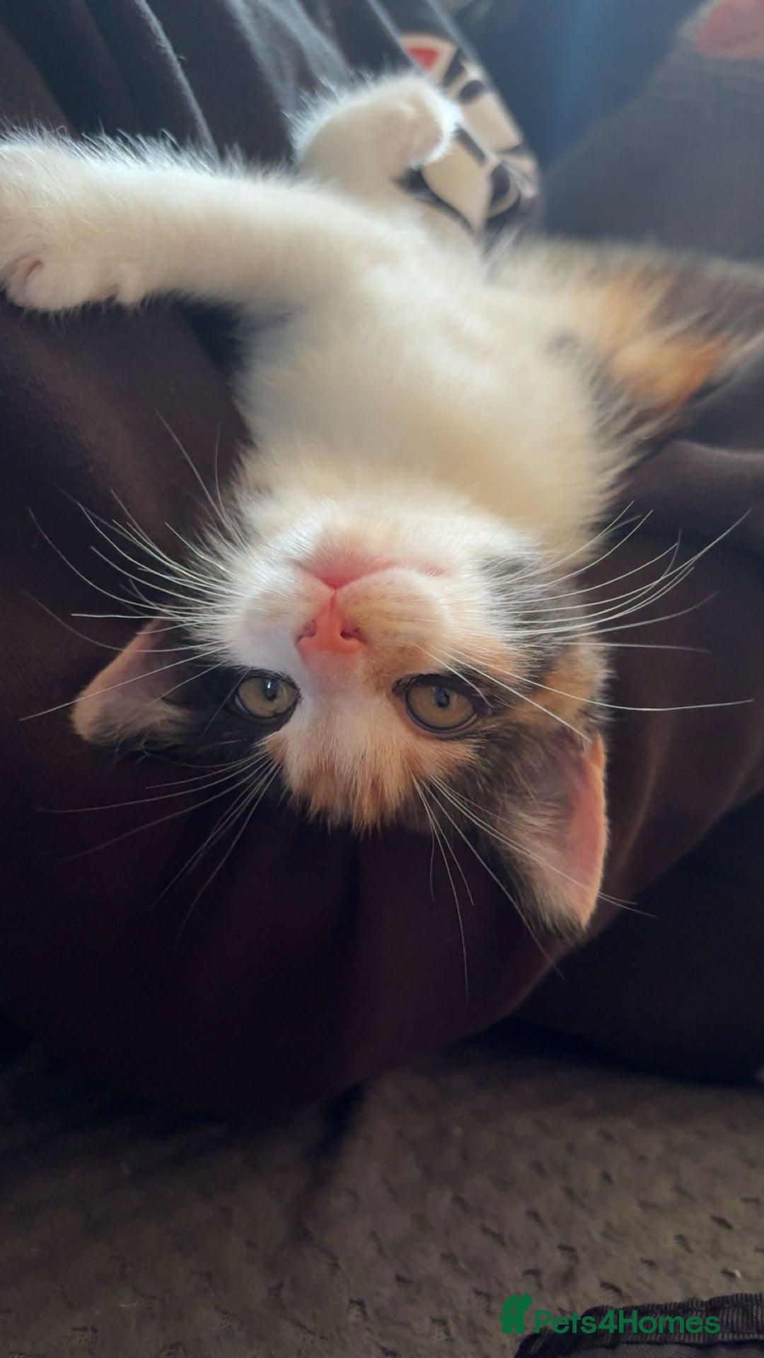 Domestic Shorthair cats for sale: Female calico kitten - Image 2