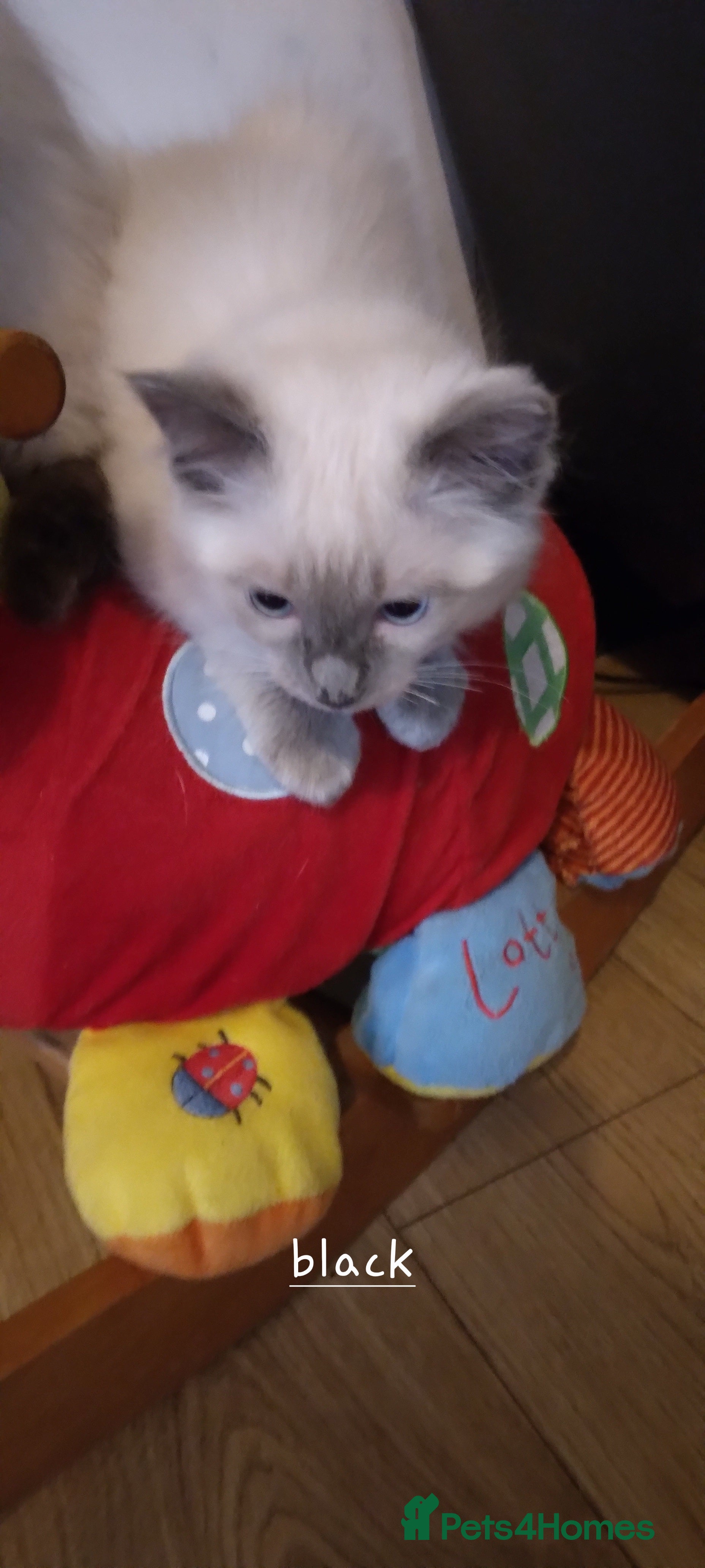 Ragdoll cats Adorable purebred Ragdoll kittens gccf registered  - Advert 5