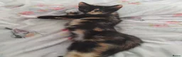 Mixed Breed cats for sale: Last female kitten - Advert 2