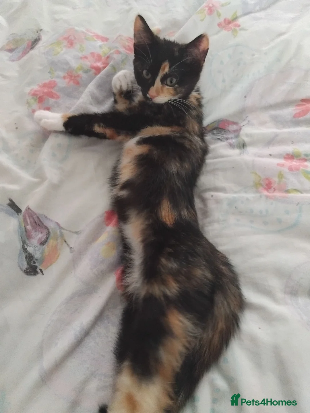 Mixed Breed cats for sale: Last female kitten - Advert 2