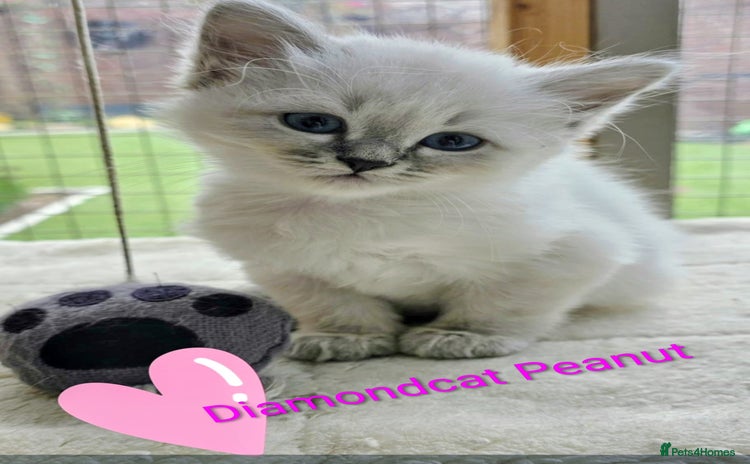 Siberian cats - Advert 2