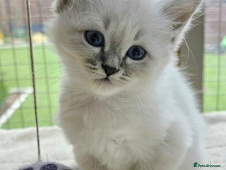 Siberian cats - Advert 2