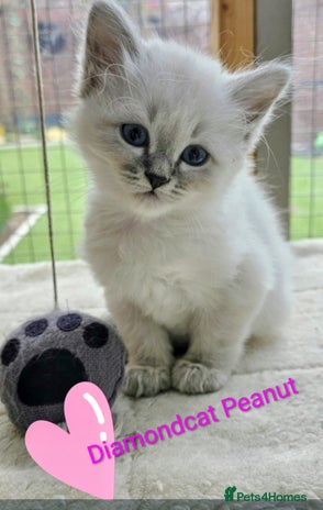 Siberian cats - Advert 2