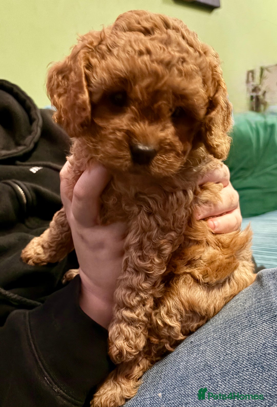 Cavapoo dogs for sale: Playful, affectionate, red Cavapoo puppies  - Image 35